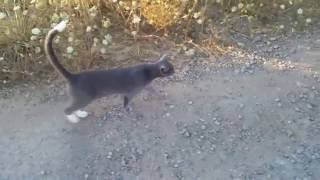 Meet Tarzan the coolest cat I've ever known