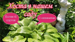 видео: ХОСТА. Посадите в саду и больше ничего не надо. Беспроблемное КРАСИВОЕ растение для прекрасного сада картинка: ХОСТА. Посадите в саду и больше ничего не надо. Беспроблемное КРАСИВОЕ растение для прекрасного сада