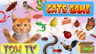 CAT GAMES TOM TV | Ultimate Cat TV Compilation Vol 1 | 3 HOURS | NO ADS  🐝🐞🦋🦎🦜🐜🐭🧵