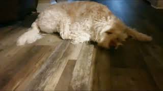 Dog whimpers while he is sleeping