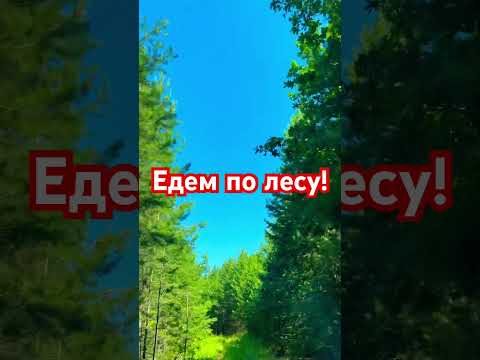 Едем по лесу!