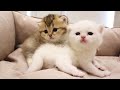 Fluffy Meowing kittens🥰