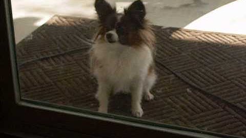 Operant Conditioning Project