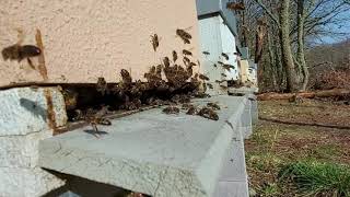 Abejas saliendo del invierno, miel de Galicia miel de montaña abejas y polen