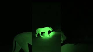 lionesses at night #krugersightings