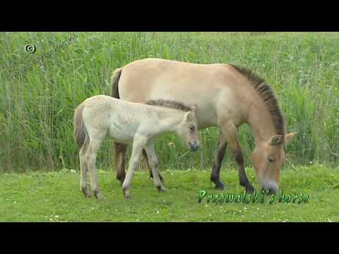 Video: Przewalskis Hest. Den Nye Hypotese Om Den Sekundære Vilde Af 