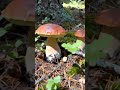 Beautiful boletus edulis mushroom #mushroom #fungi #porcini #boletus #foryou #shorts #yputubeshorts