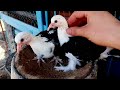 Little Pigeons / ВЫ ТОЛЬКО ПОСМОТРИТЕ! Какие КРАСАВЦЫ!😍