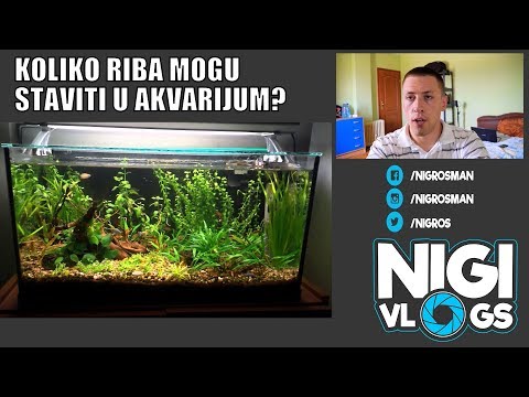 Video: Kako Držati Ribu U Akvariju