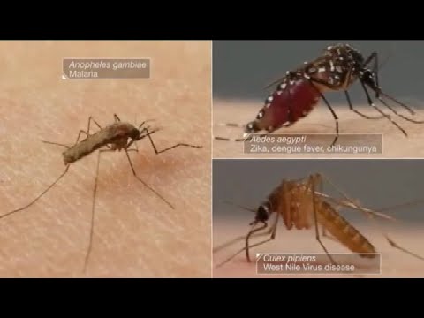 Vidéo: Maladies courantes de l'agapanthe - En savoir plus sur les maladies affectant l'agapanthe