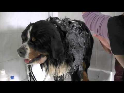 Vidéo: Techniques de toilettage pour chiens de montagne bernois