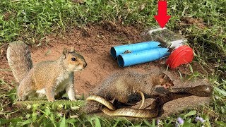 Amazing Quick Mongoose Trap | How to catch big Mongoose | Life of Natural Foods