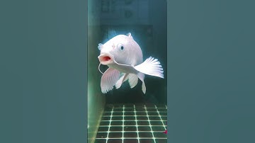 Cá chép phi tần trắng - Vẻ đẹp thuần khiết và dáng bơi uyển chuyển #cá_cảnh #cá_chép #shorts