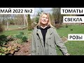 Май 2022 серия №2.  Посадка томатов в теплицу. Посев свеклы в природном земледелии. Розы.