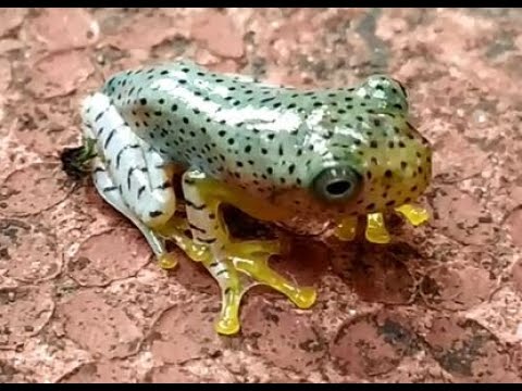 Strange, small colorful frog ? resembling dalmatian dog like body observed for first time. DoD _ 25