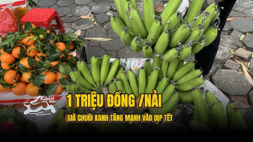 1 triệu đồng/ nải...giá chuối xanh tăng mạnh vào dịp Tết