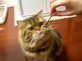 あたりめ　猫　Joey