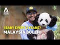 Why Malaysia&#39;s Panda Keeper Is Famous In China