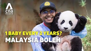 Why Malaysias Panda Keeper Is Famous In China