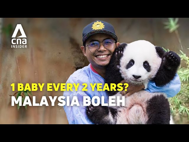 Why Malaysia's Panda Keeper Is Famous In China class=