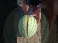 Amazing Watermelon Carving Skills ✨ | Fresh Fruit Decoration Ideas