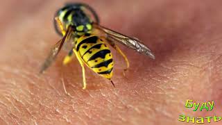 Кто опаснее: пчелы, осы. шмели, шершни... чем они отличаются?