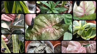 Часть 3Обзор комнатных растений в ноябреФикусАлоэ ВераСансевиерииСингониумыСпатифиллум Домино