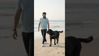 KARRI CAUGHT CHANDRA IN GOA 😂🐕 #KarriAndChandra #Karri  #dogshorts  #funnydogs  #Goa #funnyshorts