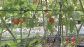 Tomato Plant Profile - Growing Juliet Roma Grape Tomatoes 