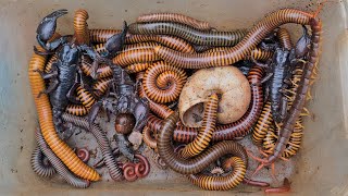 Surprised Catching Venomous Scorpion, Giant Millipede, Centipede, Small Red Millipede Bugs