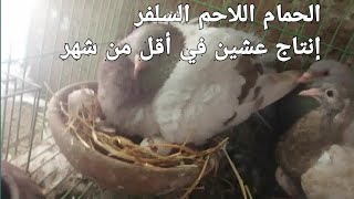 سرعة إنتاج الحمام اللاحم السلفر