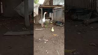 anak angsa menetas🐣