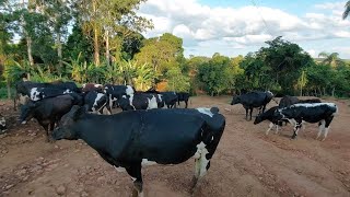 MOSTRANDO COMO É FEITO O MANEJO COM MINHAS VACAS LEITEIRAS NO PERÍODO DAS ÁGUAS