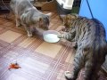 Коты и молоко