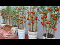 How to grow tomatoes in plastic barrel? Here is the answer  The fruit is large and succulent