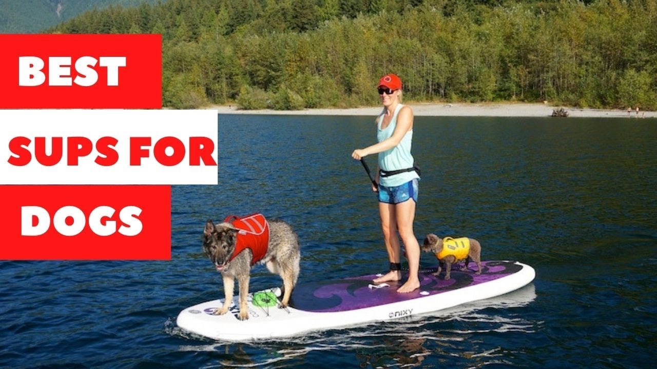 5 The Best Paddle Boards for Dogs 2022 YouTube