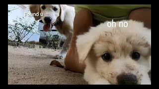 My Dog Has A Puppy Play Date Spark The Den