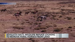 Sevilleta National Wildlife Refuge looks to remove feral horses over environmental concerns