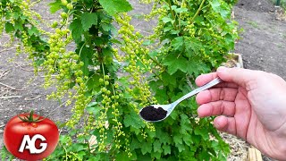 Just half a teaspoon under the currants after flowering! The berry grows large.