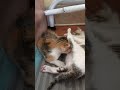 Karepmu#overdrive #gatos #cat #catshorts #pus  #lovercat #kucing #kucinglucu  @sriharjumi5714