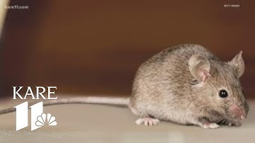 How to keep mice out of your home