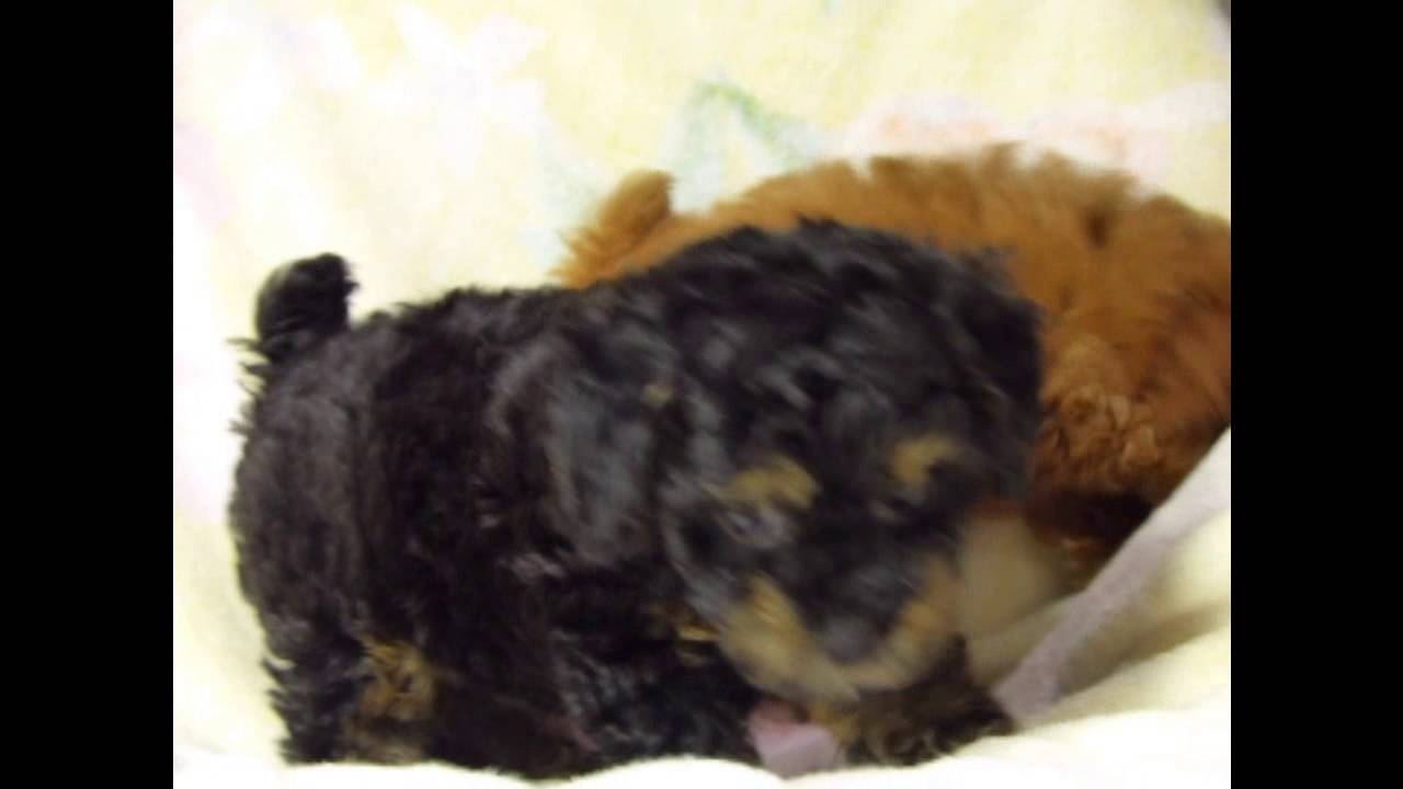 ピンポンパール トイプードル専門ブリーダー