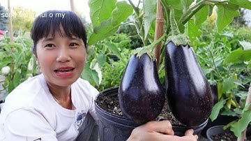 Thu hoạch cà tím khổng lồ,cà trắng, khoai tây tím, lê Nhật Bản, ớt socola , ớt chuối