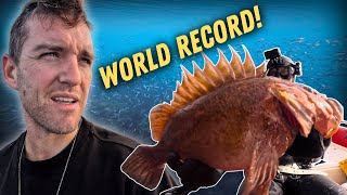 видео: Рыбалка в долинах, какой вы никогда не видели — фридайвинг на диком северо-западе Тихого океана! картинка: Рыбалка в долинах, какой вы никогда не видели — фридайвинг на диком северо-западе Тихого океана!