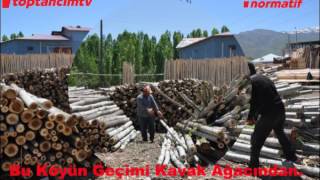 HABER Bu Köyün Geçimi Kavak Ağacından