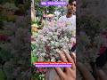Fantastic Blooming Very Big Barometer Bush/Texas Sage #shorts #price