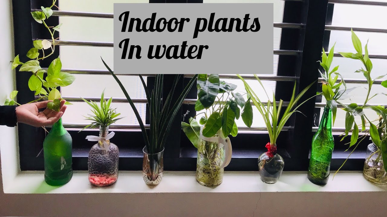 indoor water plants / indoor plants idea / for beginners/indoor plants