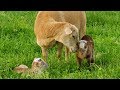 Katahdin Hair Sheep | Easy Care Lamb