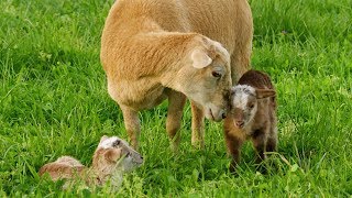 Katahdin Hair Sheep | Easy Care Lamb