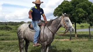No pés seus arco de cavalos que o charlie causa